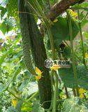 刺瓜米草的功效与作用-刺瓜米草的图片样子