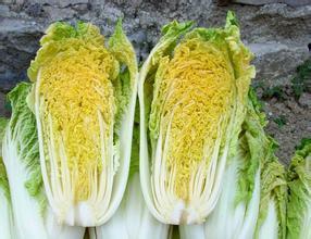 黄芽白菜的功效与作用-黄芽白菜的图片样子
