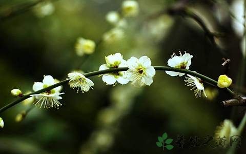 绿萼梅的功效与作用-绿萼梅的图片样子