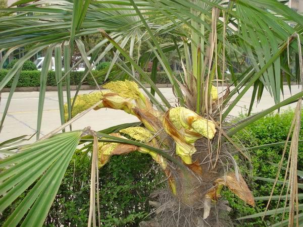棕榈的功效与作用-棕榈的图片样子