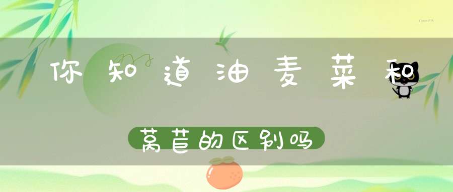 你知道油麦菜和莴苣的区别吗