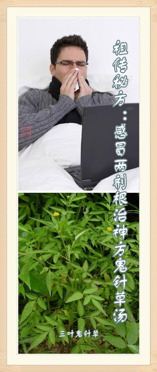 祖传秘方：感冒两剂根治神方鬼针草汤