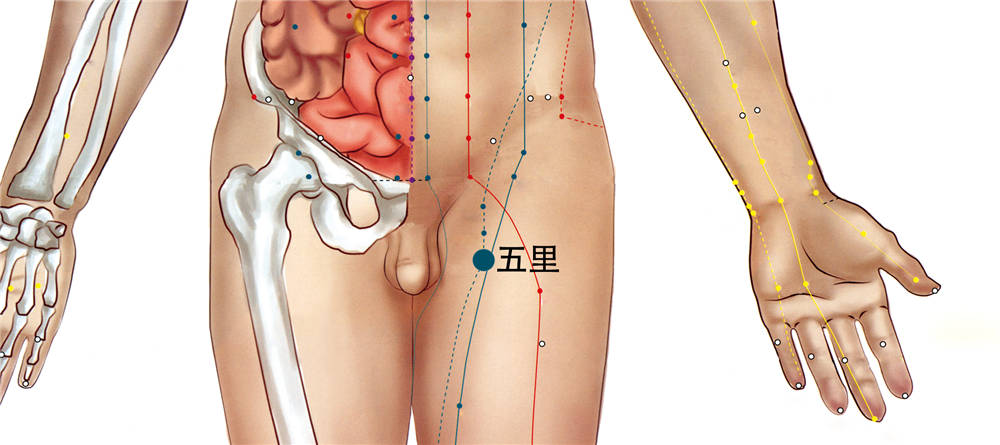 足五里穴