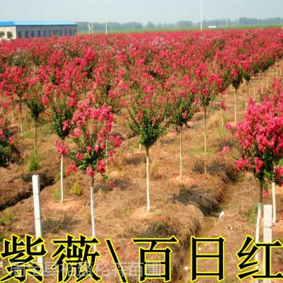 百日红树苗3公分多少钱一棵,红树苗多少钱一株