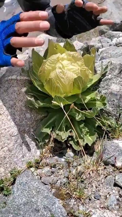 真正天山雪莲,真正天山雪莲大全