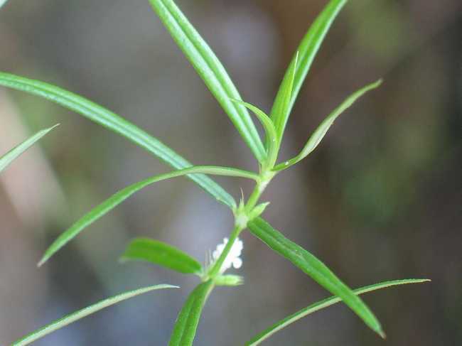 白花蛇舌草价格