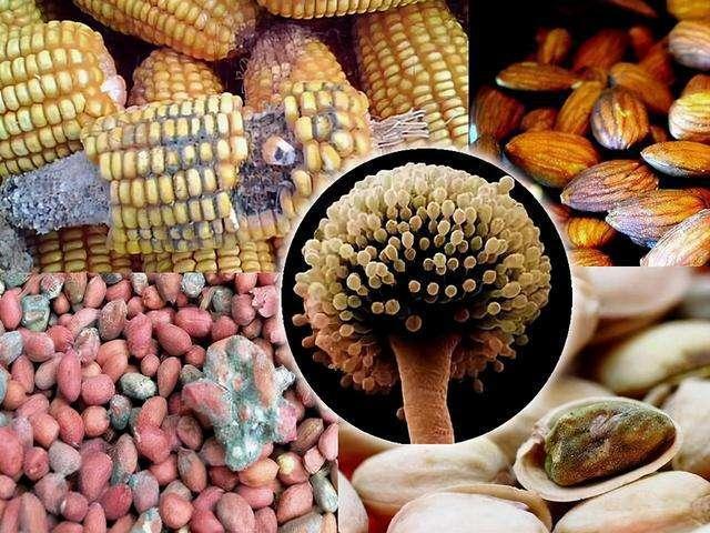 吃了黄曲霉素怎么补救，4大误食含有黄曲霉素食物后的补救措施