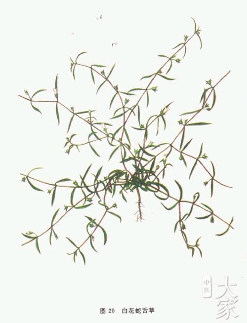 白花蛇舌草的神奇功效,白花蛇舌草的神奇功效与禁忌