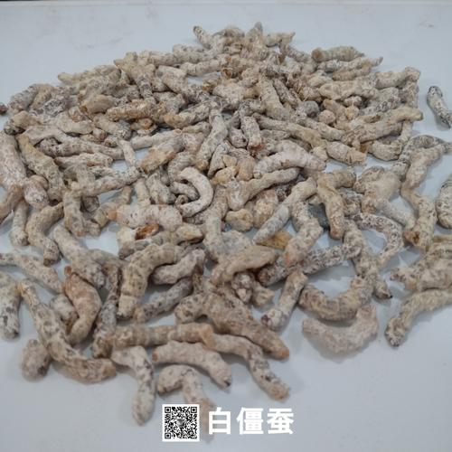 僵蚕价格多少钱一斤,僵蚕价格多少钱一斤
