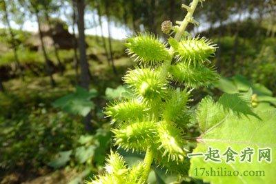 奶奶用偏方苍耳草治好几十年的风湿病