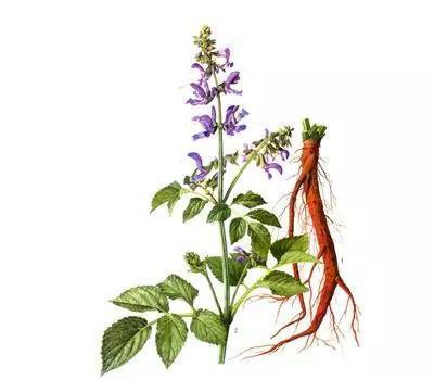 丹参等治小儿湿疹