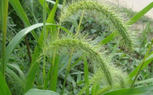 狗尾巴草泡水喝的功效，补气护视力清火治感冒