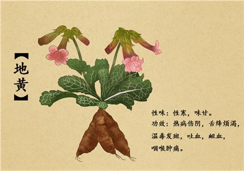 地黄有几种 六味地黄有几种
