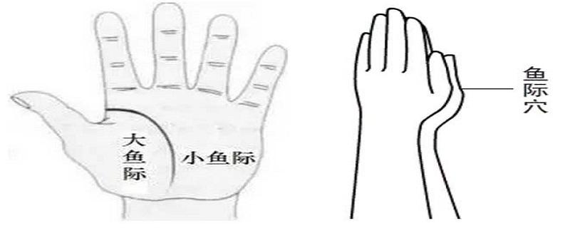 鱼际在人体的哪个部位