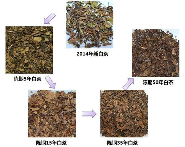 白茶的产地主要在哪里