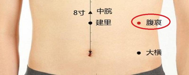 腹哀的准确位置图 腹哀的准确位置图作用功效