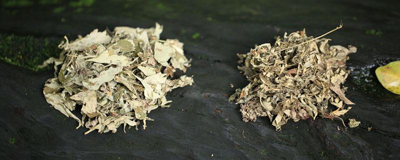 艾叶水能治痘痘吗