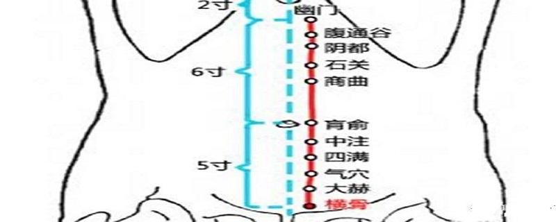 横骨在哪个位置 横骨的准确位置图片图