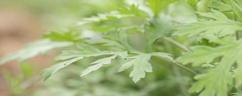 艾叶泡脚热水还是温水 艾叶泡脚热水还是温水效果好