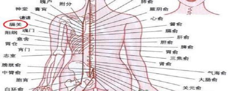 膈关的准确位置