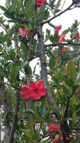 山海棠寓意,海棠寓意是什么