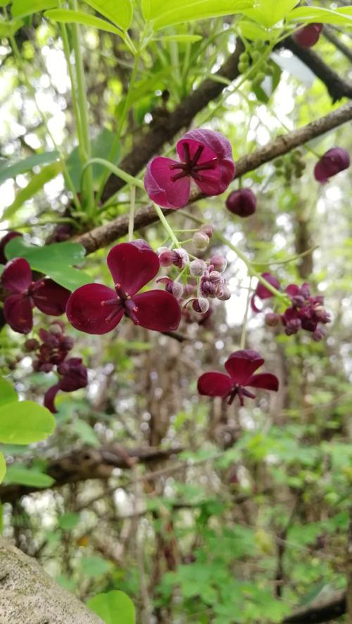 木通,木通的别名叫什么