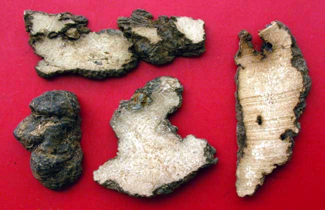 猪苓与茯苓的功效与作用,茯苓的作用与功效和副作用