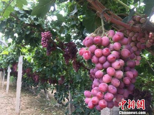 往下边塞水果蔬菜,往下边塞水果舒服