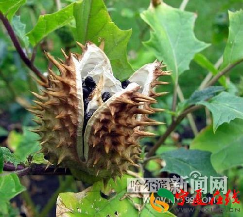 曼陀罗果泡酒治疗风湿关节炎,曼陀罗泡酒外擦治风湿秘方