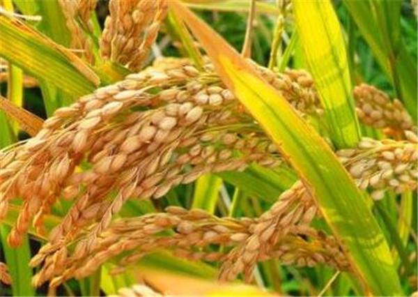 长期吃糯稻根肾毒性,长期吃糯稻根肾毒性大不大