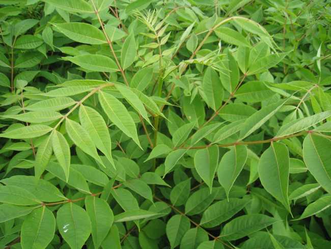 黄柏的用途与功效,黄柏的用途与功效禁忌