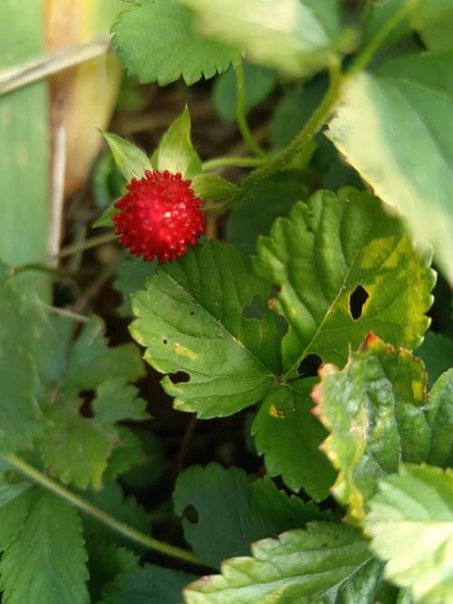 野生蛇莓草,野生草莓和蛇莓的区别