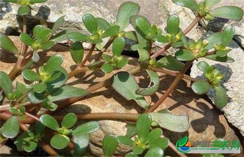 马齿苋对肝脏有没有好处,马齿苋对肝有什么好处