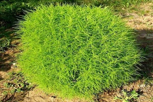 地肤子,地肤子的功效与作用主要治什么病