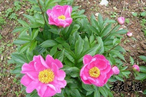 赤芍能治什么病,赤芍治啥病