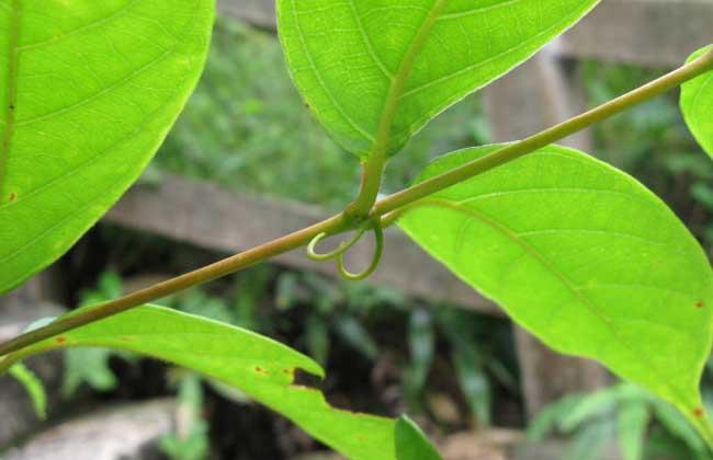 钩藤有什么功效和作用,钩藤有什么功效和作用