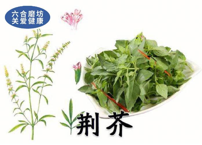 荆芥菜的功效与作用,荆芥菜的功效与作用_食用方法