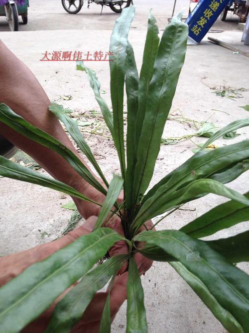 七星剑开花寓意是什么,风水七星剑的寓意