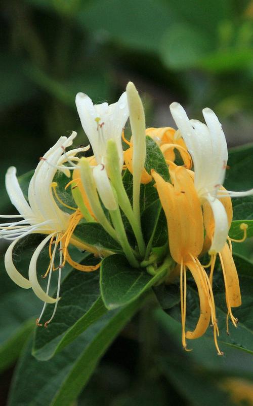 寻找金银花的,寻找金银花的高清