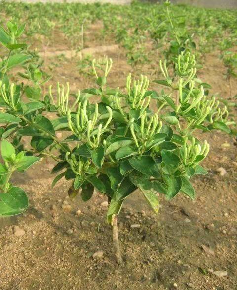 鲁花四号金银花苗子价格,山东金银花苗多少钱一棵