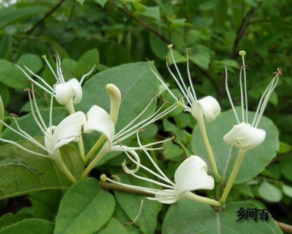 忍冬藤的用量是多少克,忍冬藤用量60克多不多