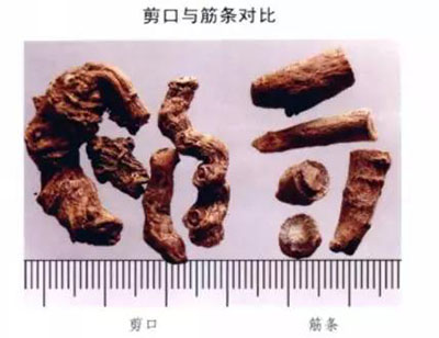 筋条