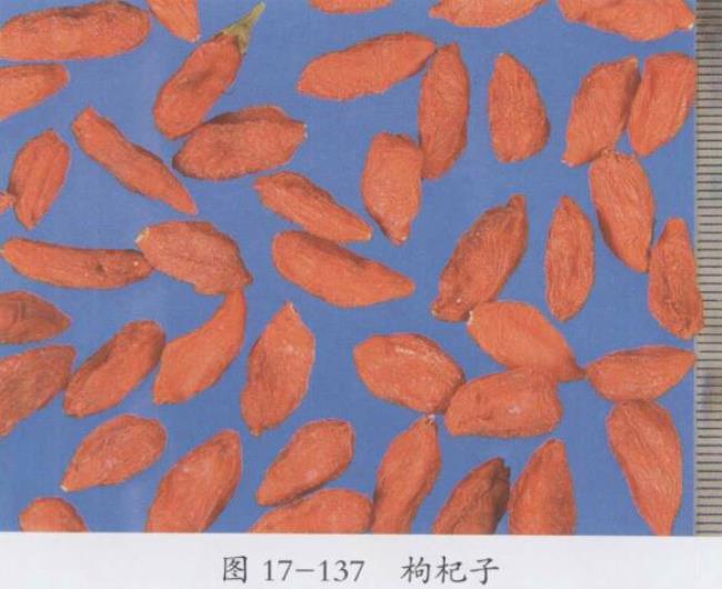 枸杞子