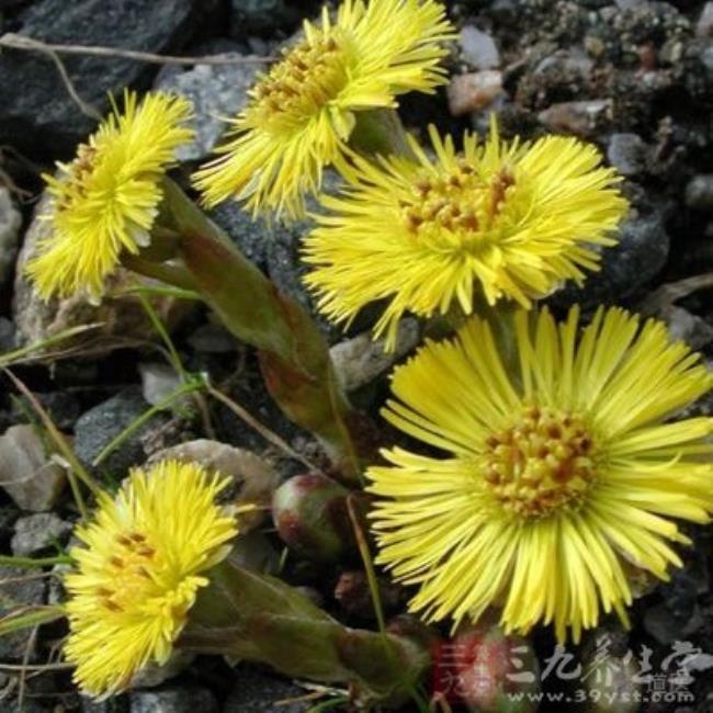 款冬花