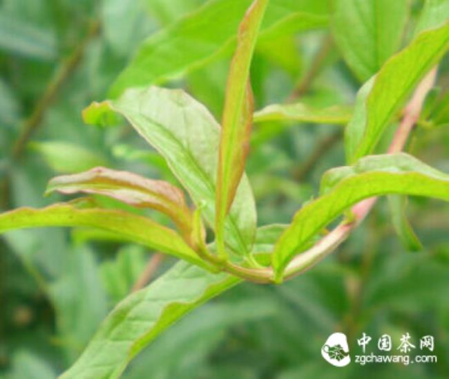 石榴叶茶的特点与功效