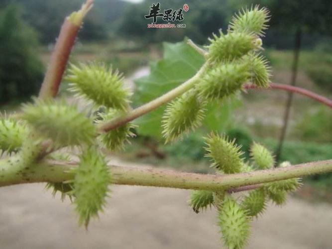 苍耳泡酒的功效与作用治荨麻疹扁平疣【适合外敷不宜食用】