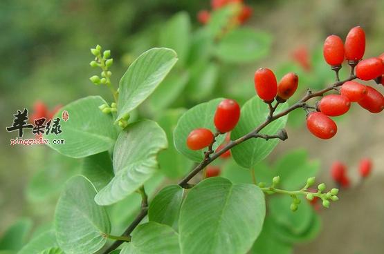 中药勾儿茶有什么功效,中药儿茶是什么用途的功效与作用-中药勾儿茶有什么功效,中药儿茶是什么用途的图片样子