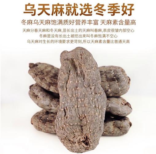 乌天麻多少钱一斤的功效与作用-乌天麻多少钱一斤的图片样子