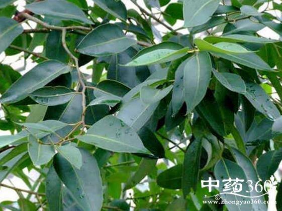 大叶桉叶
