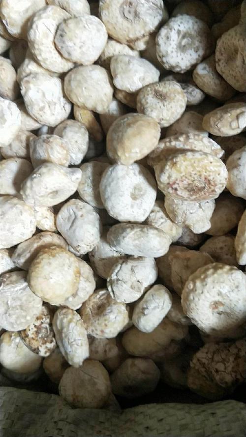 天南星药材回收的价格(天南星收购价多少钱一斤)的功效与作用-天南星药材回收的价格(天南星收购价多少钱一斤)的图片样子